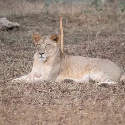 Nandan Van Zoo and Safari - Raipur
