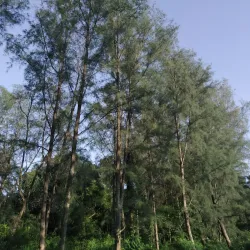 Godavari Pushkaralu Festival - Rajahmundry