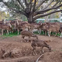 Birsa Zoological Park - Ranchi