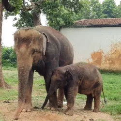 Birsa Zoological Park - Ranchi