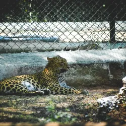 Birsa Zoological Park - Ranchi