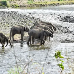 Corbett National Park (nearby) - Rudarpur