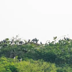 Nawabganj Bird Sanctuary - Saharanpur