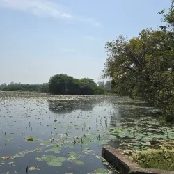 Nawabganj Bird Sanctuary - Saharanpur