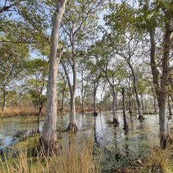 Nawabganj Bird Sanctuary - Saharanpur