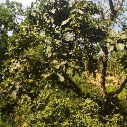 Shivalik Hills - Saharanpur