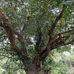 Pachamalai Hills - Salem