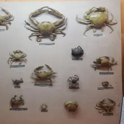 Salem Museum - Salem