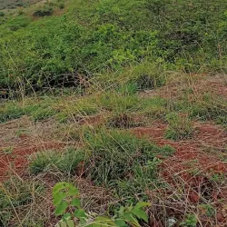 Dandoba Hills - Sangli
