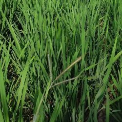 Krishna River - Sangli