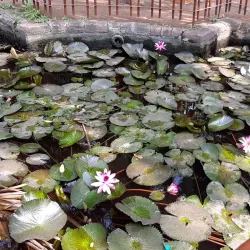 Sangli Botanical Garden - Sangli