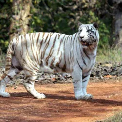 Raghurajpur Wildlife Sanctuary - Satna