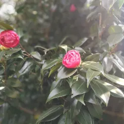 Lady Hydari Park - Shillong