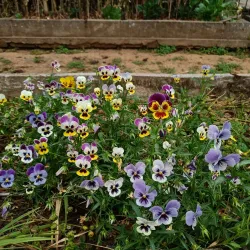 Lady Hydari Park - Shillong