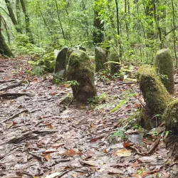 Mawphlang Sacred Forest - Shillong