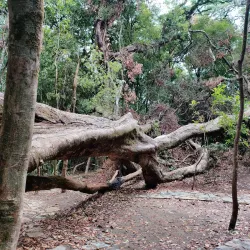 Mawphlang Sacred Forest - Shillong