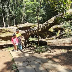 Mawphlang Sacred Forest - Shillong