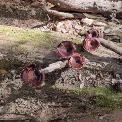 Mawphlang Sacred Forest - Shillong