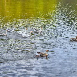 Ward's Lake - Shillong