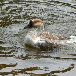 Ward's Lake - Shillong