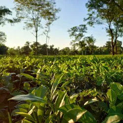Tarapur Tea Garden - Silchar