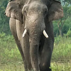 Mahananda Wildlife Sanctuary - Siliguri