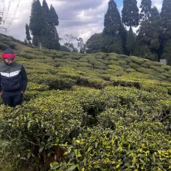 Tea Gardens of Mirik - Siliguri