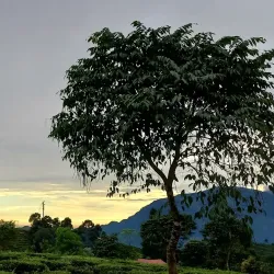 Tea Gardens of Mirik - Siliguri