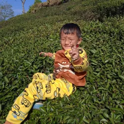 Tea Gardens of Mirik - Siliguri
