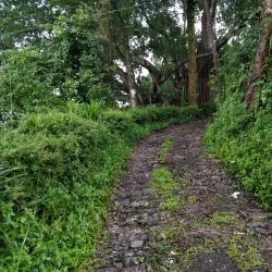 Tea Gardens of Mirik - Siliguri