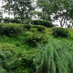 Tea Gardens of Mirik - Siliguri