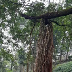 Tea Gardens of Mirik - Siliguri