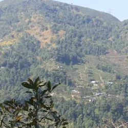 Tea Gardens of Mirik - Siliguri