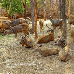 Deer Park - Silvassa
