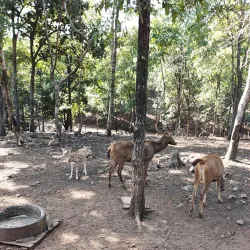 Deer Park - Silvassa
