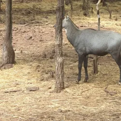 Deer Park - Silvassa