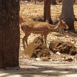 Deer Park - Silvassa