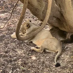 Lion Safari Wildlife Park - Silvassa