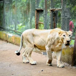 Lion Safari Wildlife Park - Silvassa
