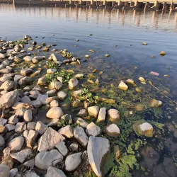 Harike Wetland (nearby) - Sirsa