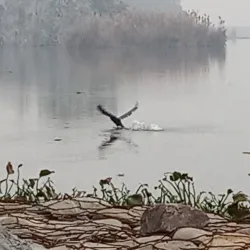 Harike Wetland (nearby) - Sirsa