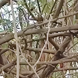 Harike Wetland (nearby) - Sirsa