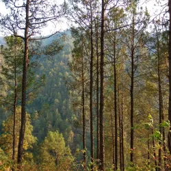 Chail Sanctuary - Solan