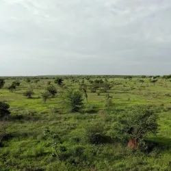 Great Indian Bustard Sanctuary - Solapur