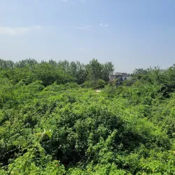 Anangpur Dam - Sonipat