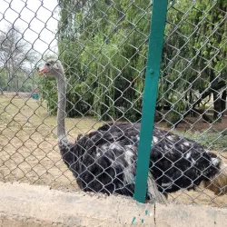 Tilyar Lake and Zoo - Sonipat