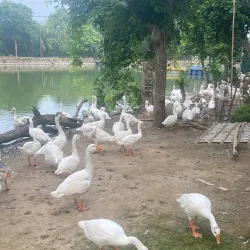 Tilyar Lake and Zoo - Sonipat