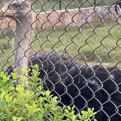 Tilyar Lake and Zoo - Sonipat