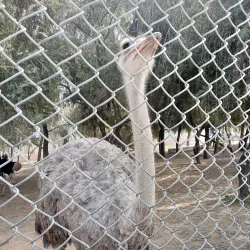 Tilyar Lake and Zoo - Sonipat