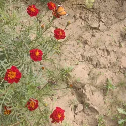 Historical Sites Around Muktsar - Sri Muktsar Sahib